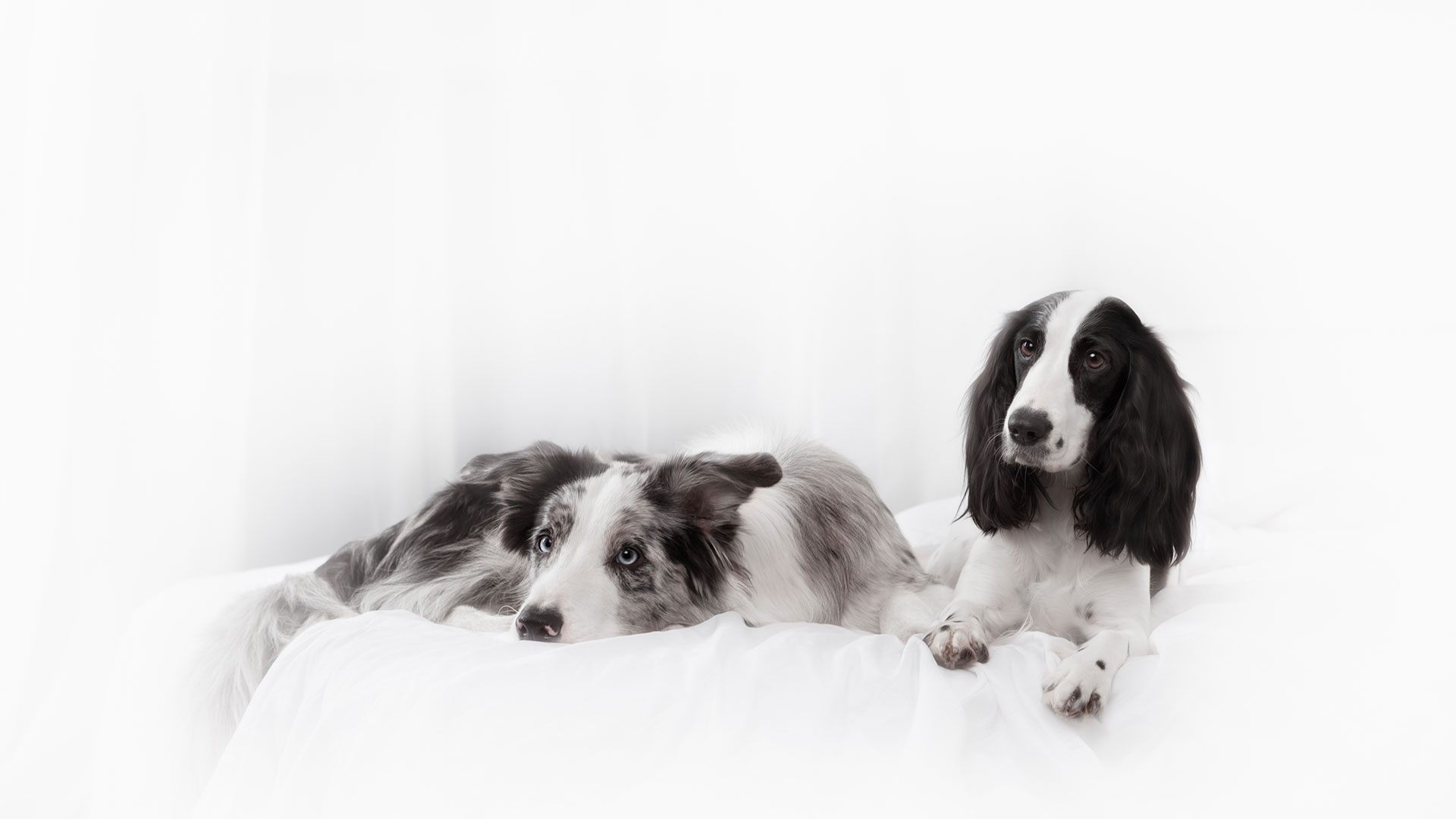 Dog Breeder