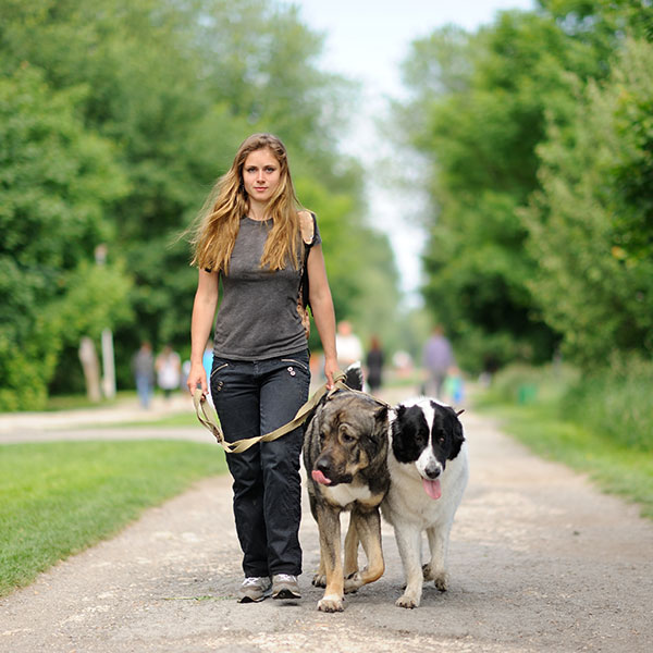 dog walking
